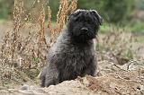 BOUVIER DES FLANDRES 177